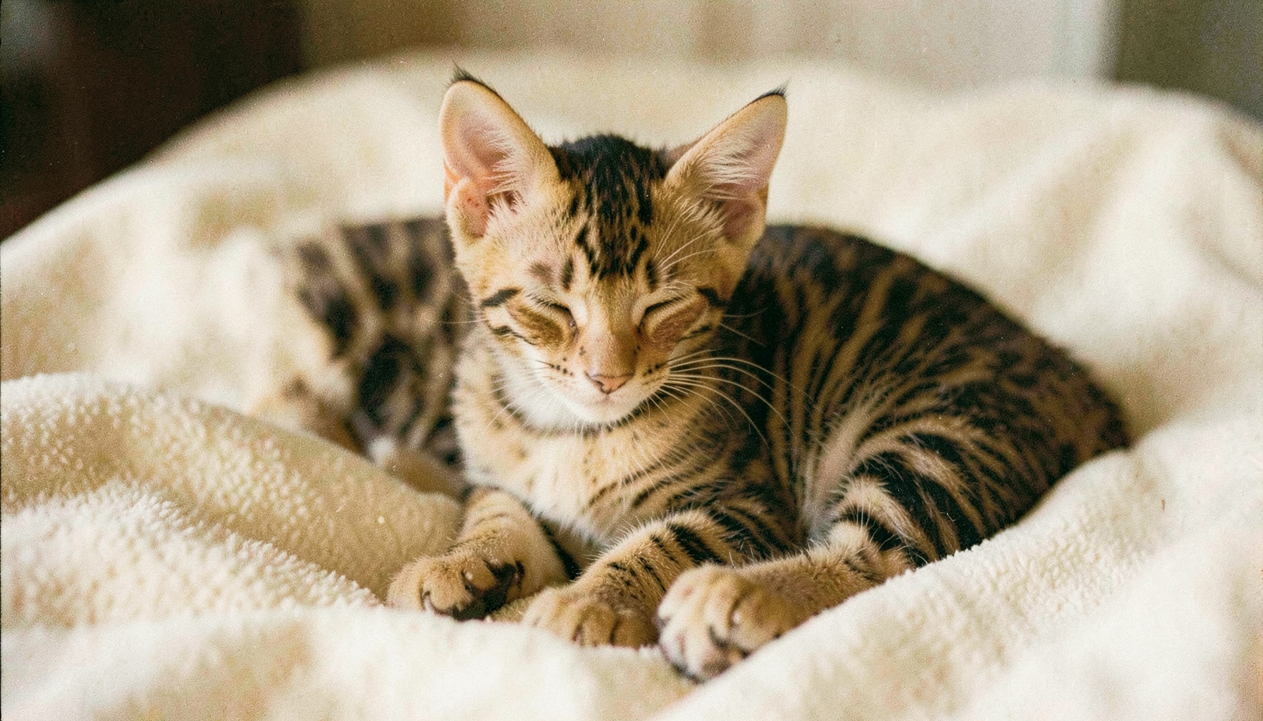 A warm-toned analog film photograph of a spotted Bengal kitten with striking markings resting calmly on a soft cream blanket, gentle natural light, cozy and inviting mood with visible film grain.