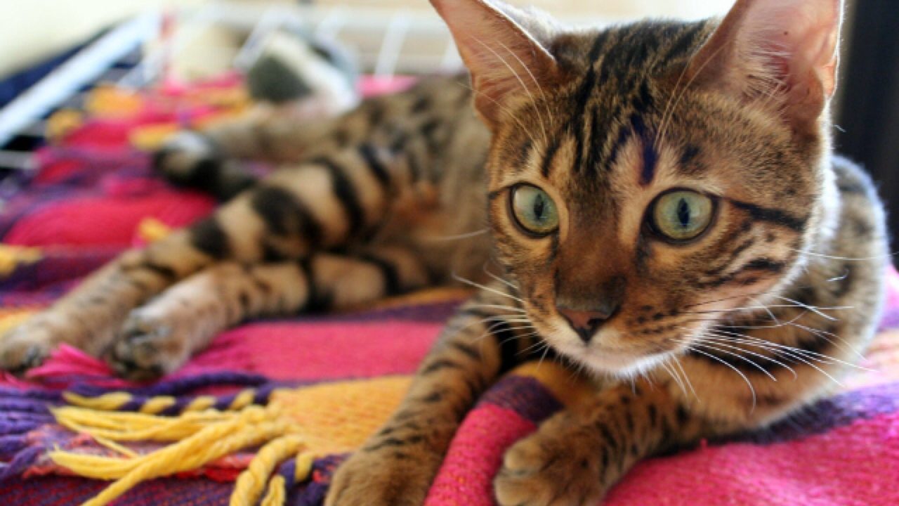 Striped and spotted cat with green eyes lying on a colorful woven blanket, warm tones, relaxed mood