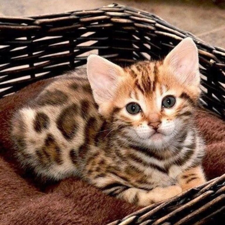 A spotted kitten with gray eyes rests in a woven basket lined with brown fabric, warm earthy tones, cozy mood