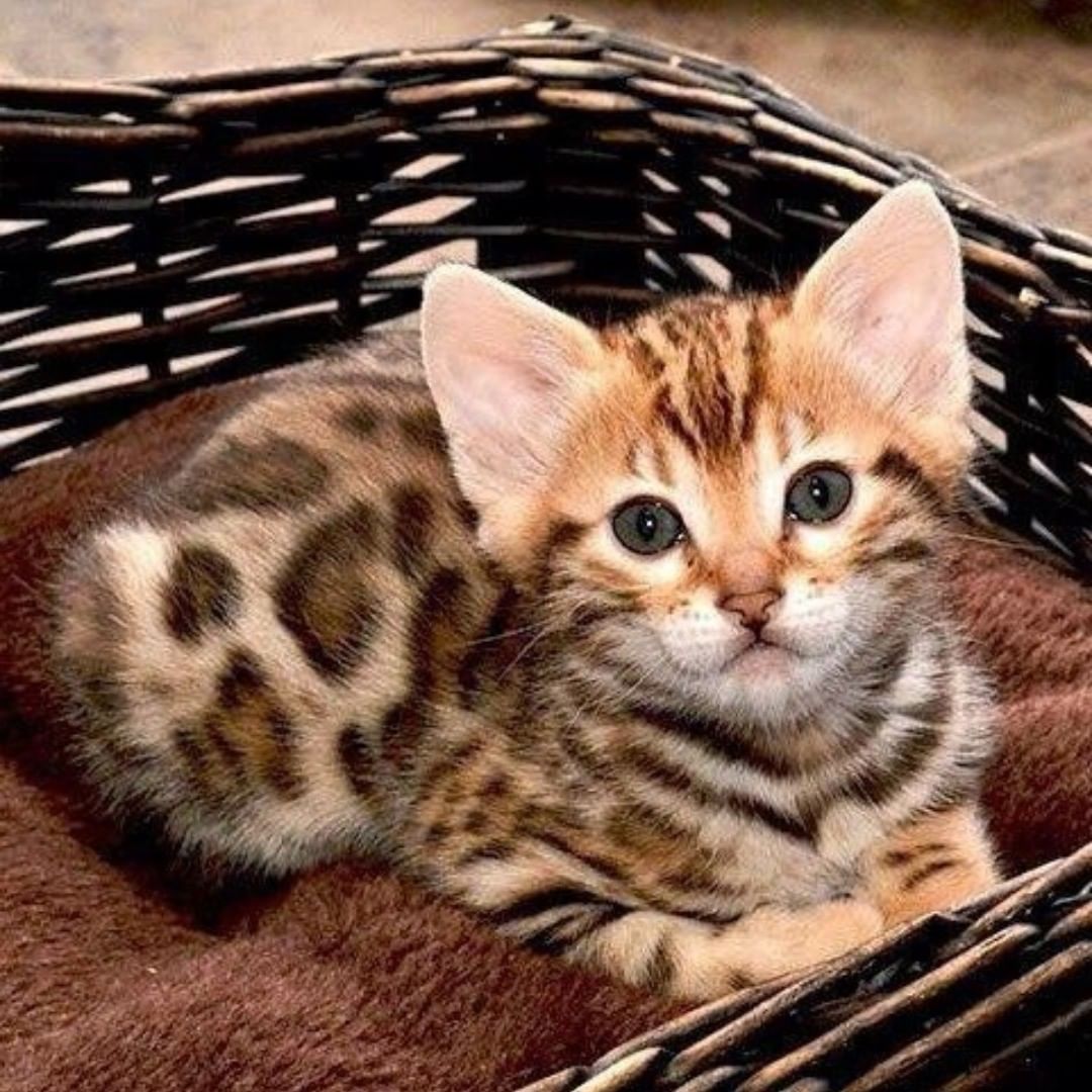 Spotted kitten with golden and brown rosette markings lying in a wicker basket on a dark red blanket, alert expression, warm cozy mood