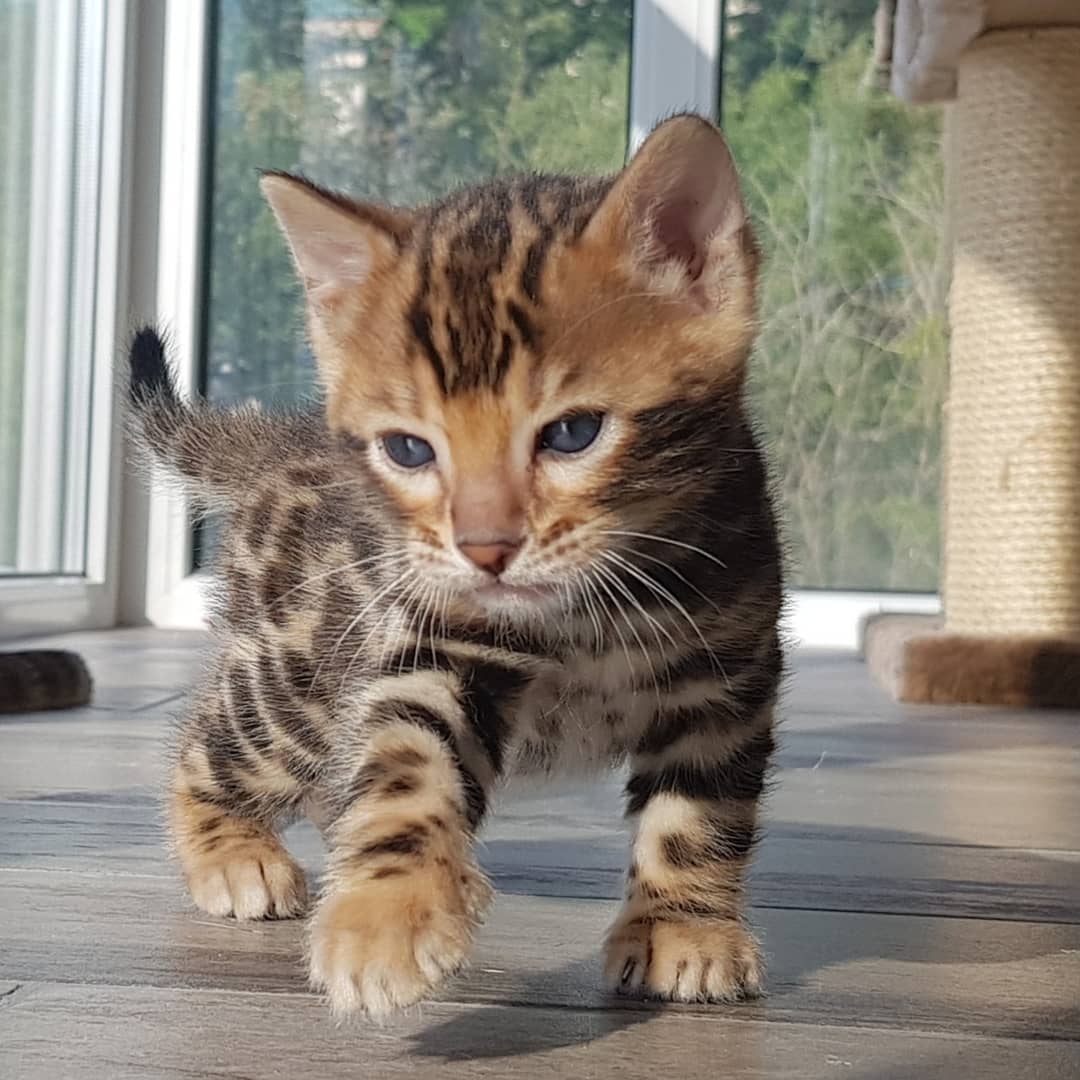 Spotted kitten walking toward camera on a wood floor near a glass door with greenery outside, daylight, curious mood