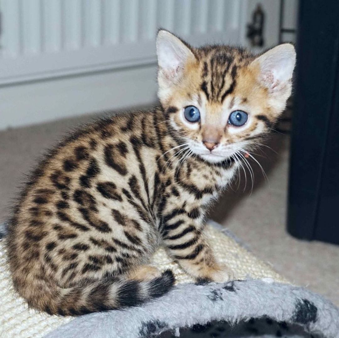 Spotted Bengal kitten with blue eyes perched on a textured beige cat tree, alert and curious