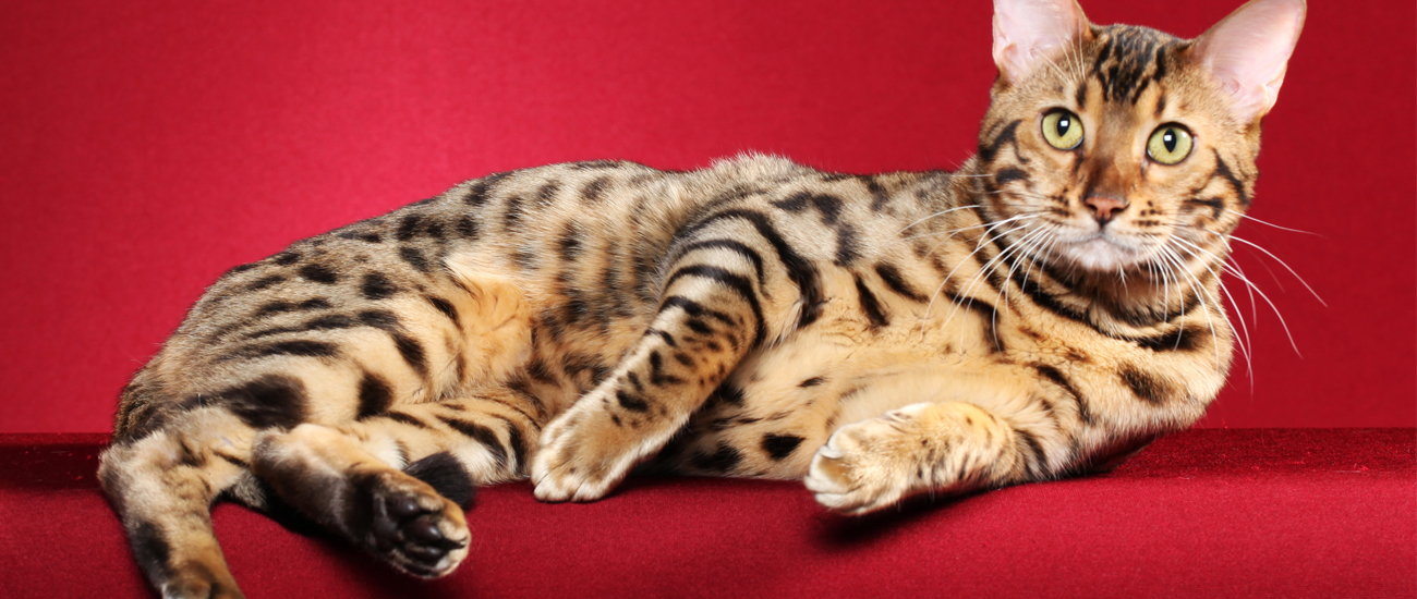 Spotted Bengal cat with dark rosette markings lying on a rich red surface, warm confident mood