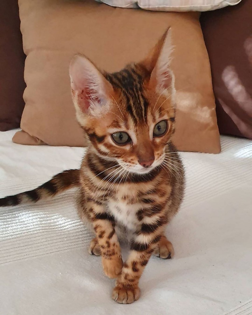 Spotted kitten with green eyes standing on a bed with tan cushions behind, warm tones, curious mood