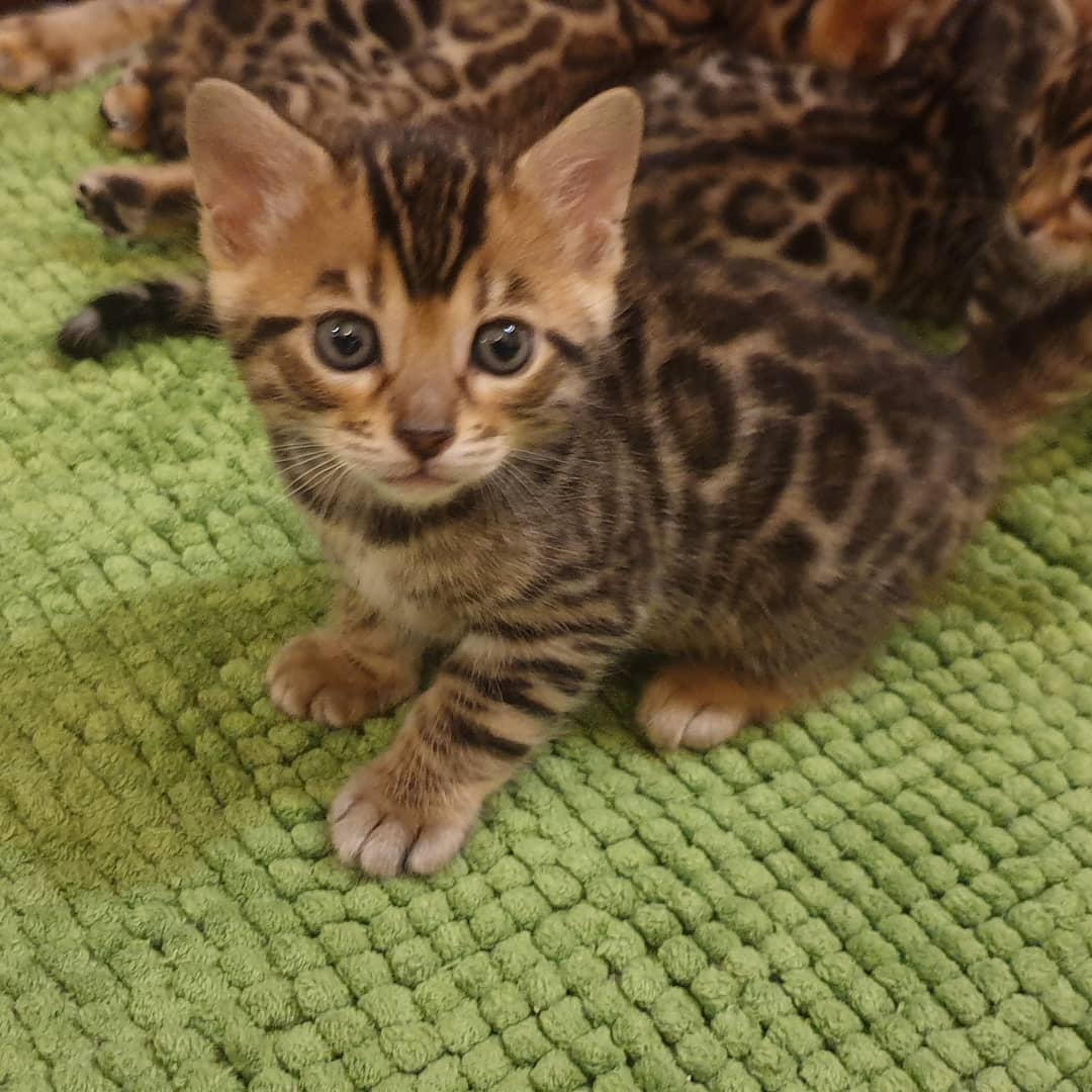 Spotted kitten with dark rosette markings sitting on a green textured blanket near other kittens, close-up, attentive mood