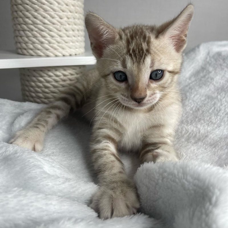 A pale striped kitten with blue eyes lies on a white fluffy blanket near a rope scratching post, soft neutral tones