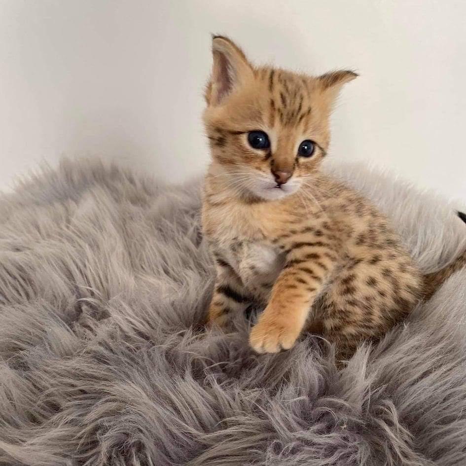 Small spotted Bengal kitten with large ears sitting on gray fur fabric, golden tones, playful and alert mood.